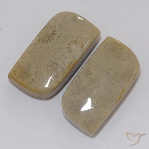 Gemme di Corallo fossile Multicolore naturale da 22.46 ct, Taglio a fantasia, Opaco