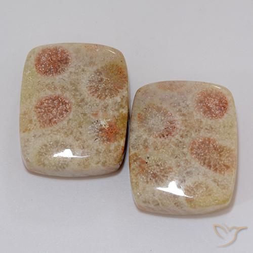 37.10ctw Naturale Multicolore Corallo fossile, Cuscino, Opaco