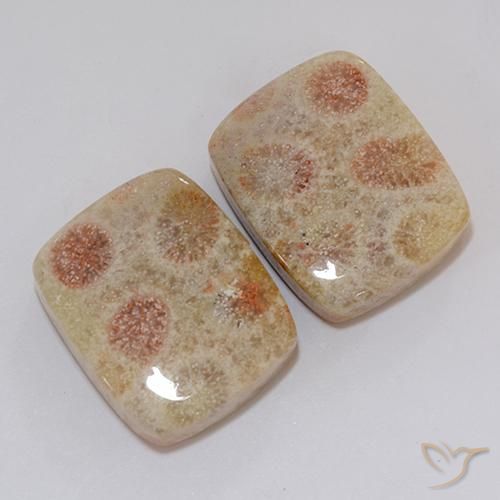 Gemme di Corallo fossile Multicolore naturale da 37.10 ct, Cuscino, Opaco