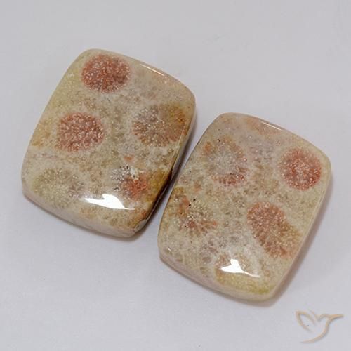 Gemme di Corallo fossile Multicolore naturale da 37.10 ct, Cuscino, Opaco