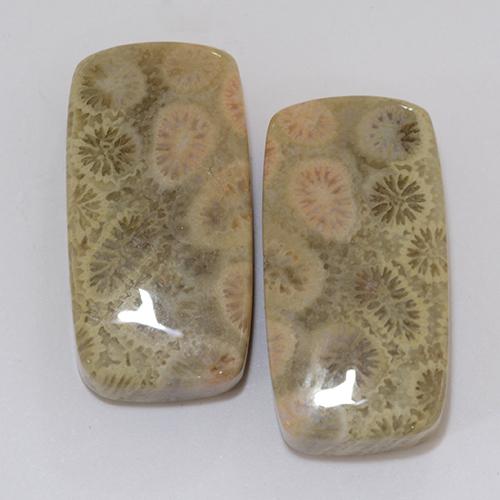 31.95ctw Naturale Multicolore Corallo fossile, Cuscino, Opaco