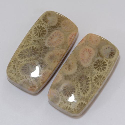 Gemme di Corallo fossile Multicolore naturale da 31.95 ct, Cuscino, Opaco