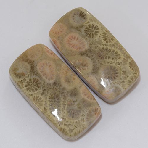 Gemme di Corallo fossile Multicolore naturale da 31.95 ct, Cuscino, Opaco