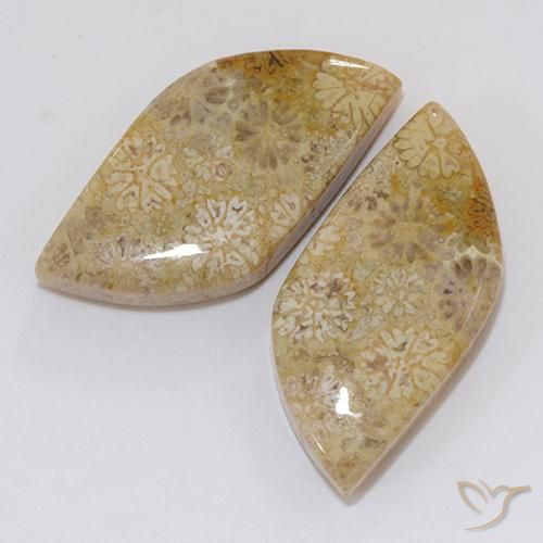 Gemme di Corallo fossile Multicolore naturale da 20.45 ct, Taglio a fantasia, Opaco