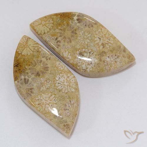 Gemme di Corallo fossile Multicolore naturale da 20.45 ct, Taglio a fantasia, Opaco