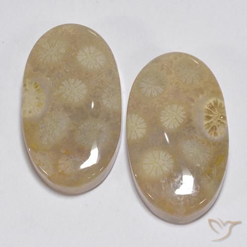 23.63ctw Naturale Multicolore Corallo fossile, Ovale, Opaco