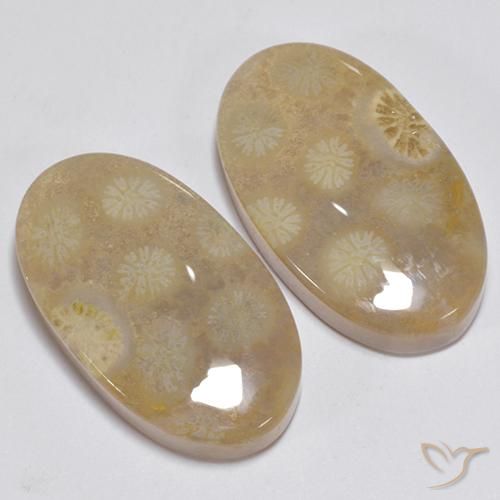 Gemme di Corallo fossile Multicolore naturale da 23.63 ct, Ovale, Opaco