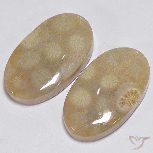 Gemme di Corallo fossile Multicolore naturale da 23.63 ct, Ovale, Opaco