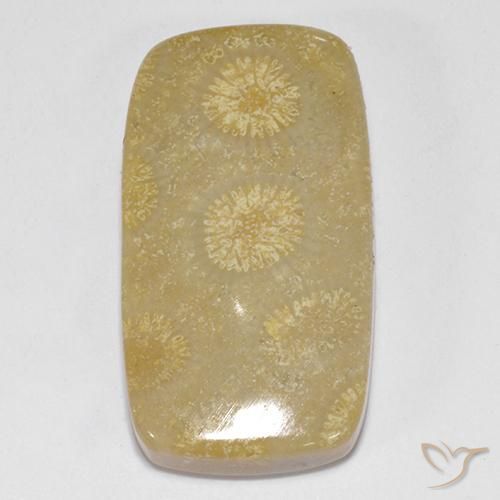 14.52ct Naturale Multicolore Corallo fossile, Cuscino, Opaco