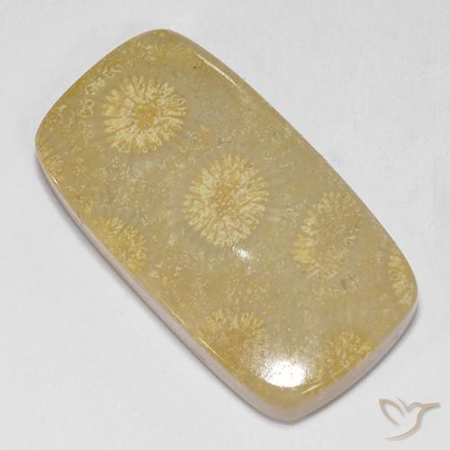 Corallo fossile Multicolore naturale da 14.52 ct, Cuscino, Opaco