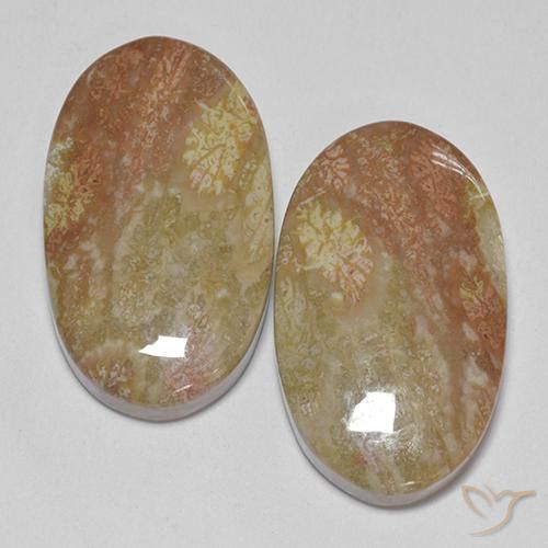 30.58ctw Naturale Multicolore Corallo fossile, Ovale, Opaco