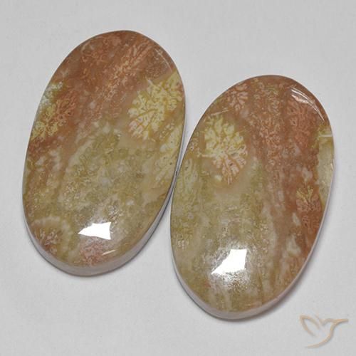 Gemme di Corallo fossile Multicolore naturale da 30.58 ct, Ovale, Opaco