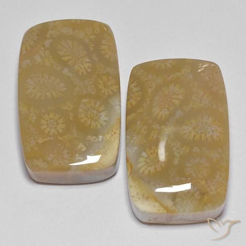 35.99ctw Naturale Multicolore Corallo fossile, Cuscino, Opaco