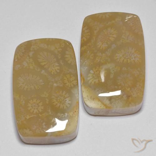 Gemme di Corallo fossile Multicolore naturale da 35.99 ct, Cuscino, Opaco