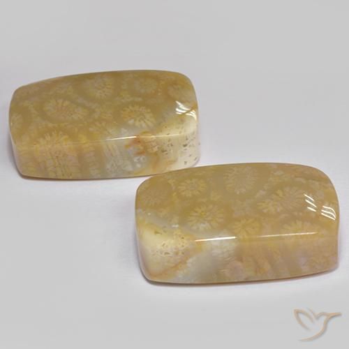 Gemme di Corallo fossile Multicolore naturale da 35.99 ct, Cuscino, Opaco