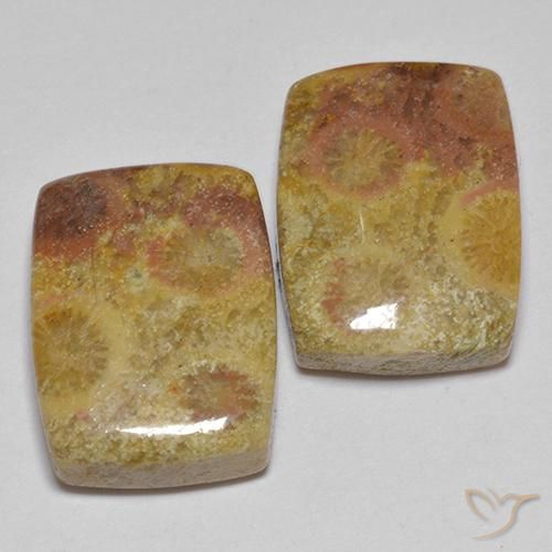16.64ctw Naturale Multicolore Corallo fossile, Cuscino, Opaco