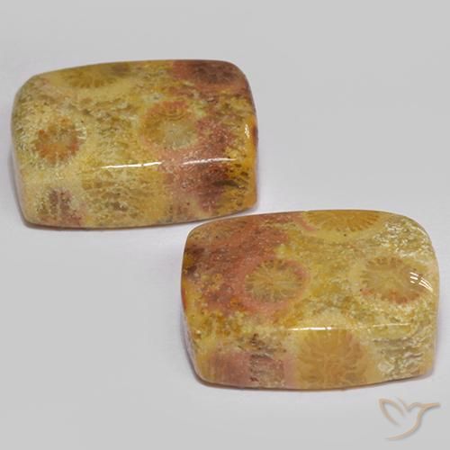 Gemme di Corallo fossile Multicolore naturale da 16.64 ct, Cuscino, Opaco