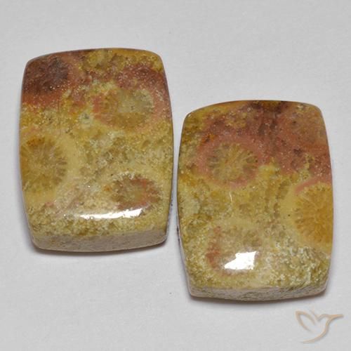 Gemme di Corallo fossile Multicolore naturale da 16.64 ct, Cuscino, Opaco