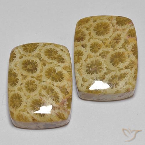 Gemme di Corallo fossile Multicolore naturale da 27.28 ct, Cuscino, Opaco
