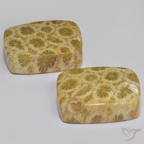 Gemme di Corallo fossile Multicolore naturale da 27.28 ct, Cuscino, Opaco