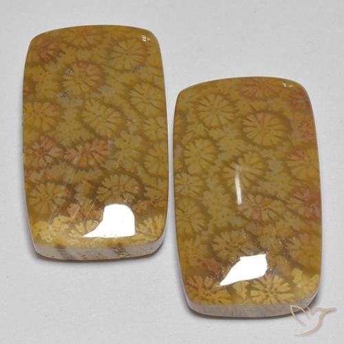 25.75ctw Naturale Multicolore Corallo fossile, Cuscino, Opaco