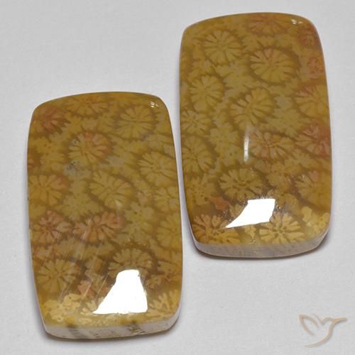 Gemme di Corallo fossile Multicolore naturale da 25.75 ct, Cuscino, Opaco