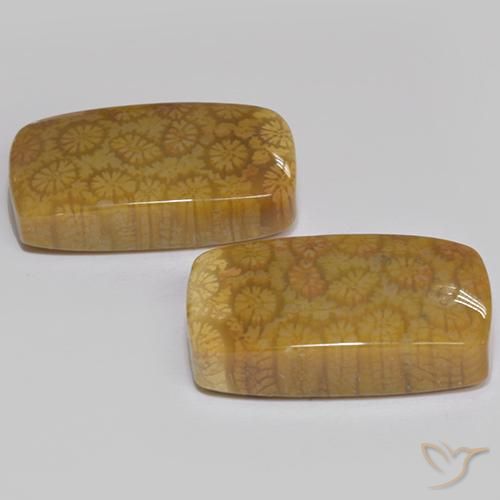Gemme di Corallo fossile Multicolore naturale da 25.75 ct, Cuscino, Opaco