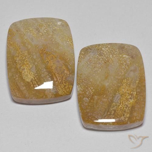21.49ctw Naturale Multicolore Corallo fossile, Cuscino, Opaco