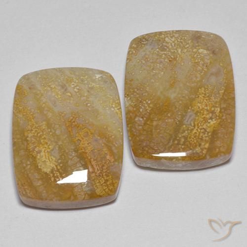 Gemme di Corallo fossile Multicolore naturale da 21.49 ct, Cuscino, Opaco