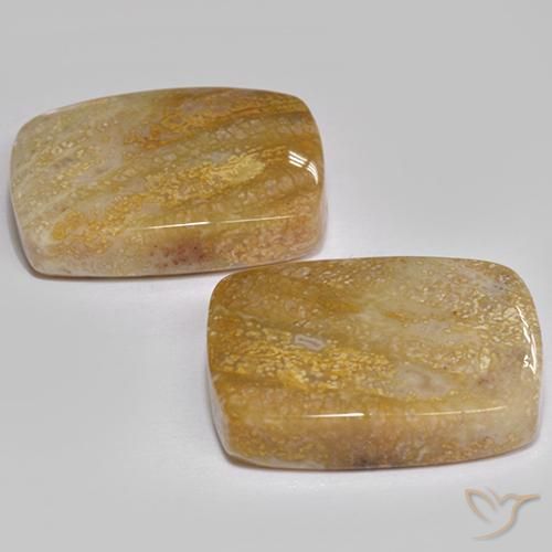 Gemme di Corallo fossile Multicolore naturale da 21.49 ct, Cuscino, Opaco