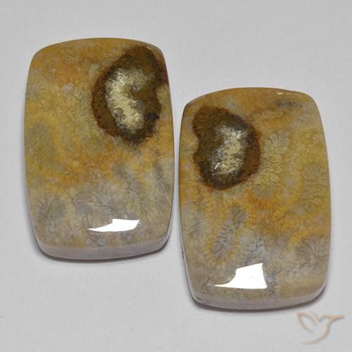 24.86ctw Naturale Multicolore Corallo fossile, Cuscino, Opaco