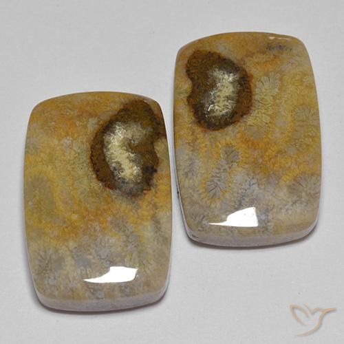 Gemme di Corallo fossile Multicolore naturale da 24.86 ct, Cuscino, Opaco