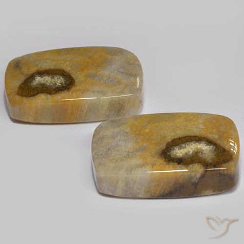 Gemme di Corallo fossile Multicolore naturale da 24.86 ct, Cuscino, Opaco