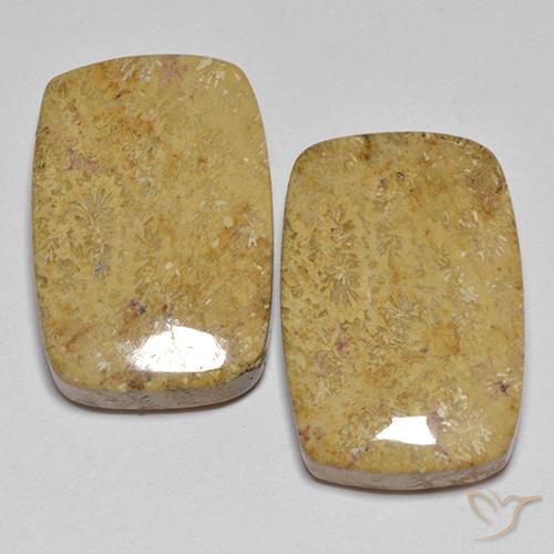 28.04ctw Naturale Multicolore Corallo fossile, Cuscino, Opaco