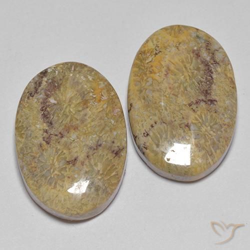 Gemme di Corallo fossile Multicolore naturale da 17.68 ct, Ovale, Opaco