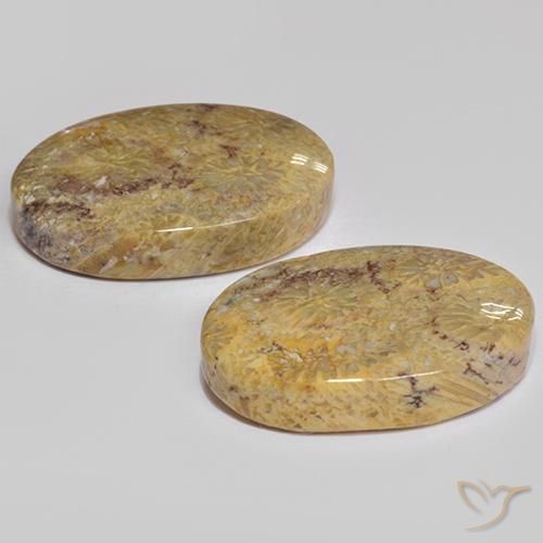 Gemme di Corallo fossile Multicolore naturale da 17.68 ct, Ovale, Opaco