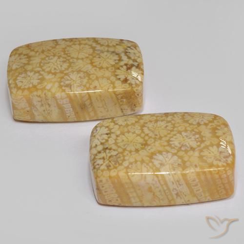 22.29ctw Naturale Multicolore Corallo fossile, Cuscino, Opaco