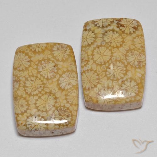 Gemme di Corallo fossile Multicolore naturale da 22.29 ct, Cuscino, Opaco