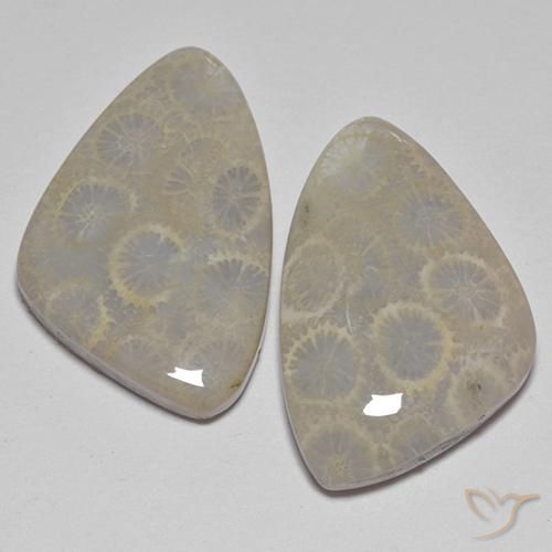 Gemme di Corallo fossile Multicolore naturale da 27.77 ct, Forma fantasia, Opaco