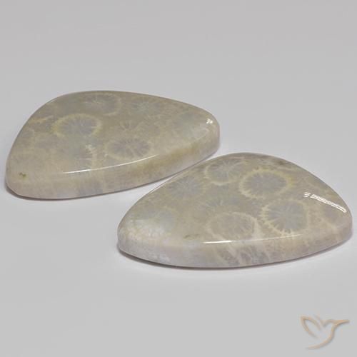 Gemme di Corallo fossile Multicolore naturale da 27.77 ct, Forma fantasia, Opaco