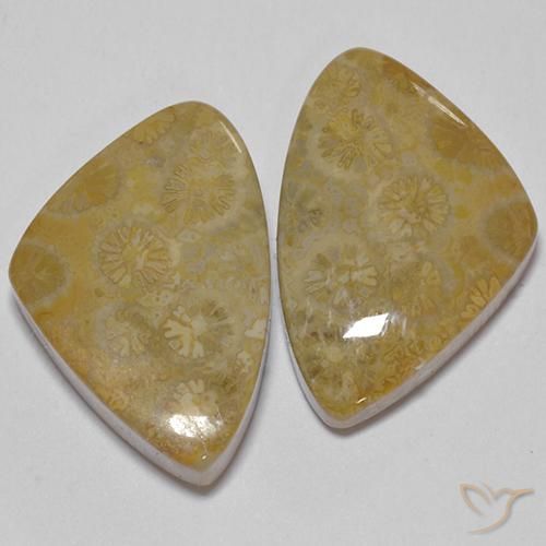 29.23ctw Naturale Multicolore Corallo fossile, Taglio a fantasia, Opaco