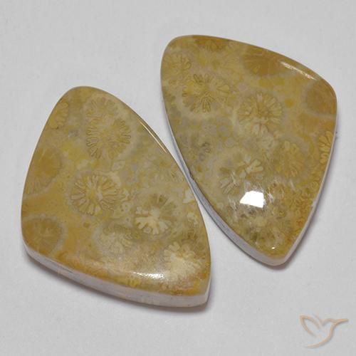 Gemme di Corallo fossile Multicolore naturale da 29.23 ct, Taglio a fantasia, Opaco