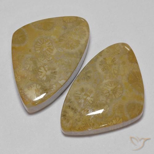 Gemme di Corallo fossile Multicolore naturale da 29.23 ct, Taglio a fantasia, Opaco