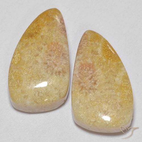 20.83ctw Naturale Multicolore Corallo fossile, Taglio a fantasia, Opaco