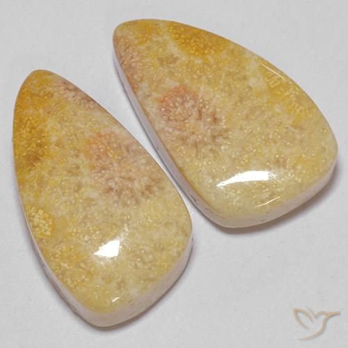 Gemme di Corallo fossile Multicolore naturale da 20.83 ct, Taglio a fantasia, Opaco