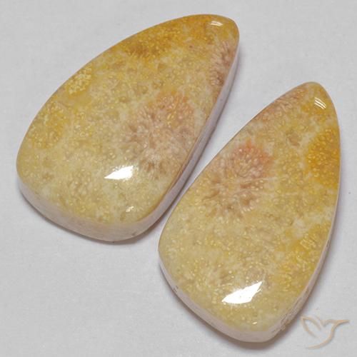 Gemme di Corallo fossile Multicolore naturale da 20.83 ct, Taglio a fantasia, Opaco