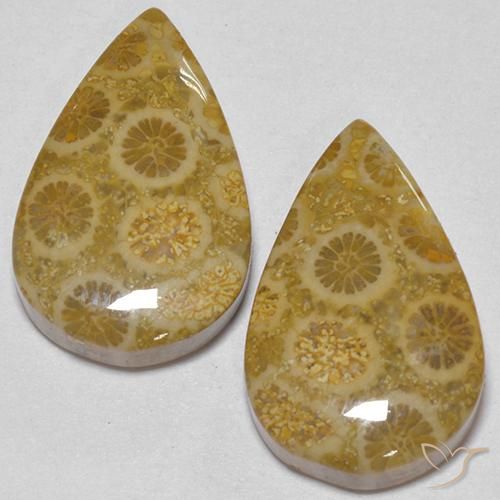 Gemme di Corallo fossile Multicolore naturale da 17.56 ct, Forma a pera, Opaco