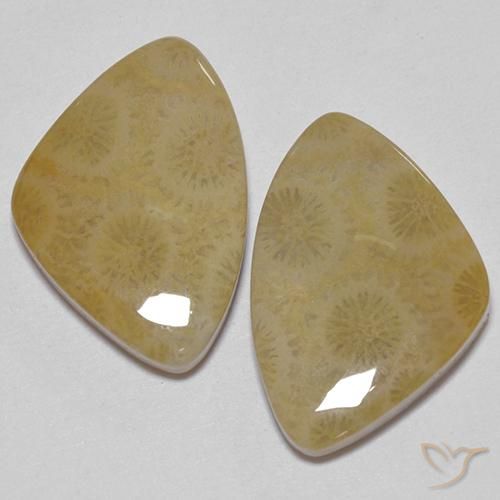 23.43ctw Naturale Multicolore Corallo fossile, Taglio a fantasia, Opaco