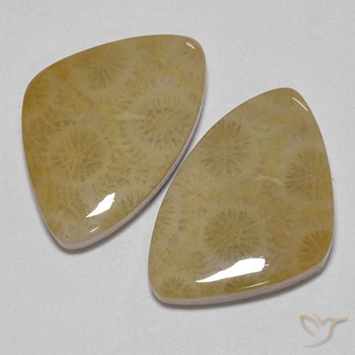 Gemme di Corallo fossile Multicolore naturale da 23.43 ct, Taglio a fantasia, Opaco