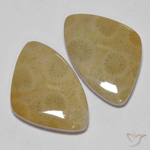 Gemme di Corallo fossile Multicolore naturale da 23.43 ct, Taglio a fantasia, Opaco